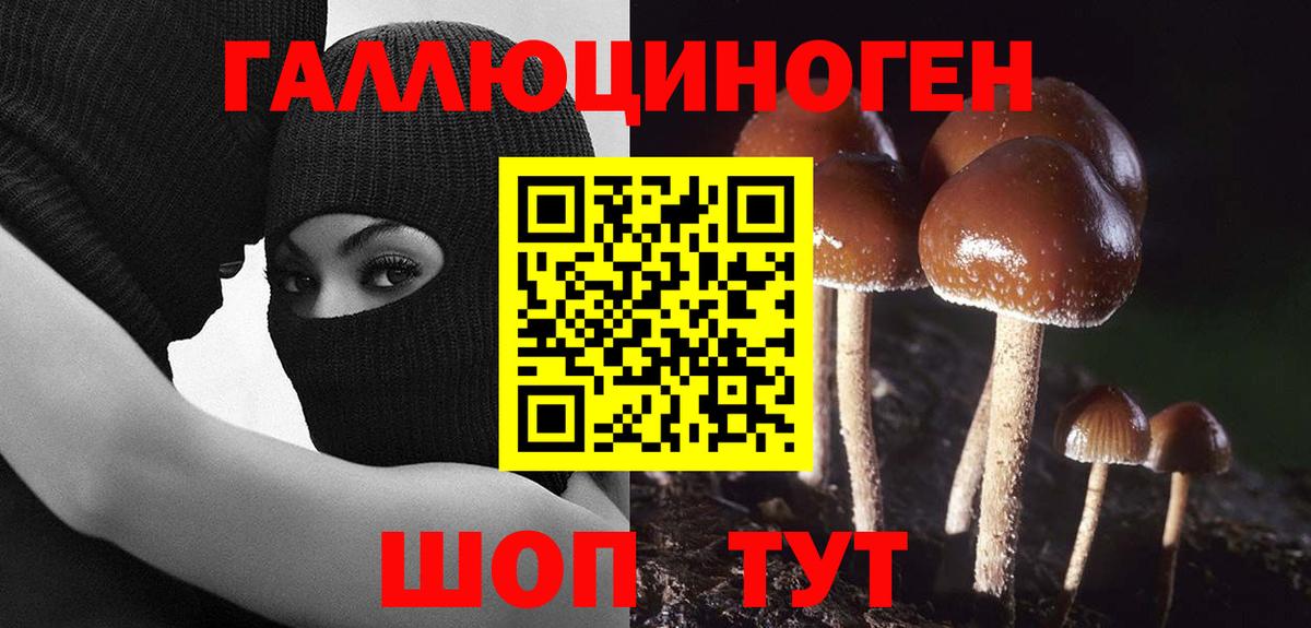где купить наркоту  Вход с VPN  Санкт-Петербург  Галлюциногенные грибы Psilocybine cubensis 